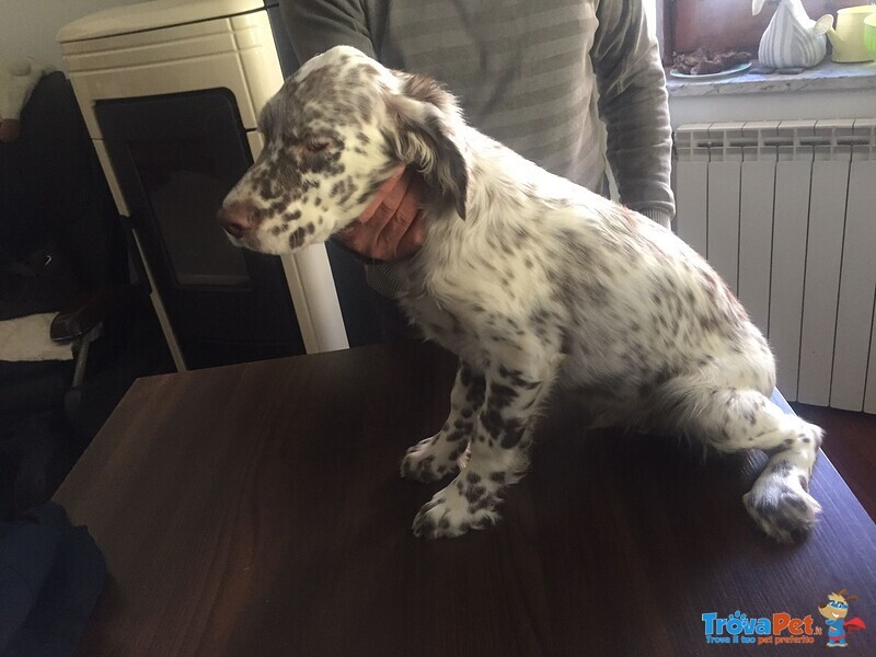 Cuccioli Setter Inglese - Foto n. 3