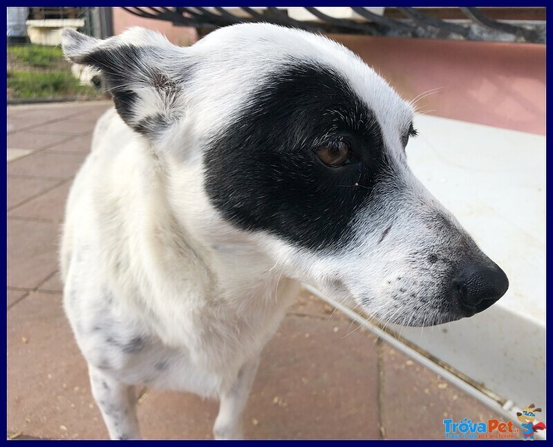 China Piccoletta 4 anni 10 kg Recuperata in una Discarica è Perfetta - Foto n. 4