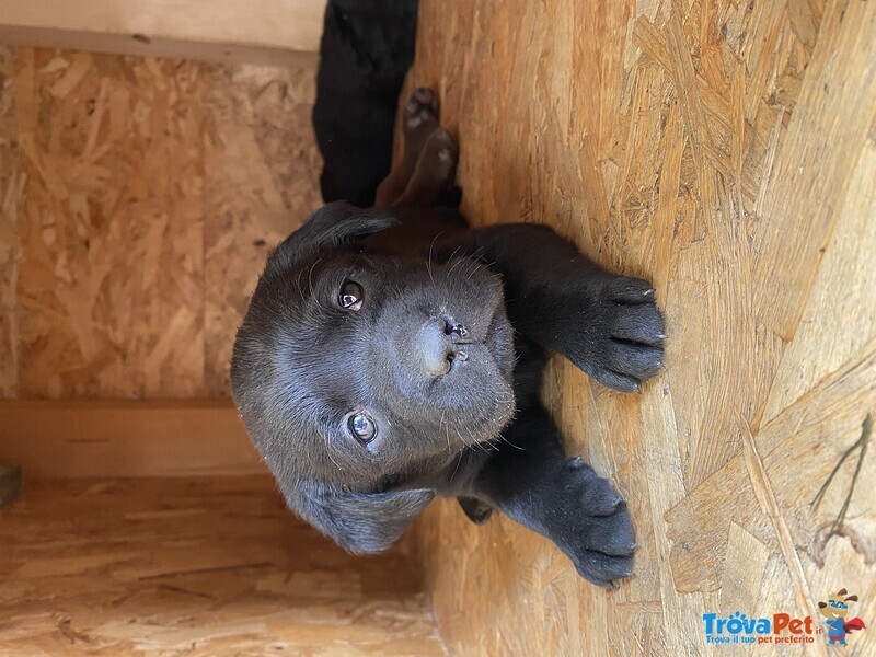 Cuccioli di Labrador Neri - Foto n. 1