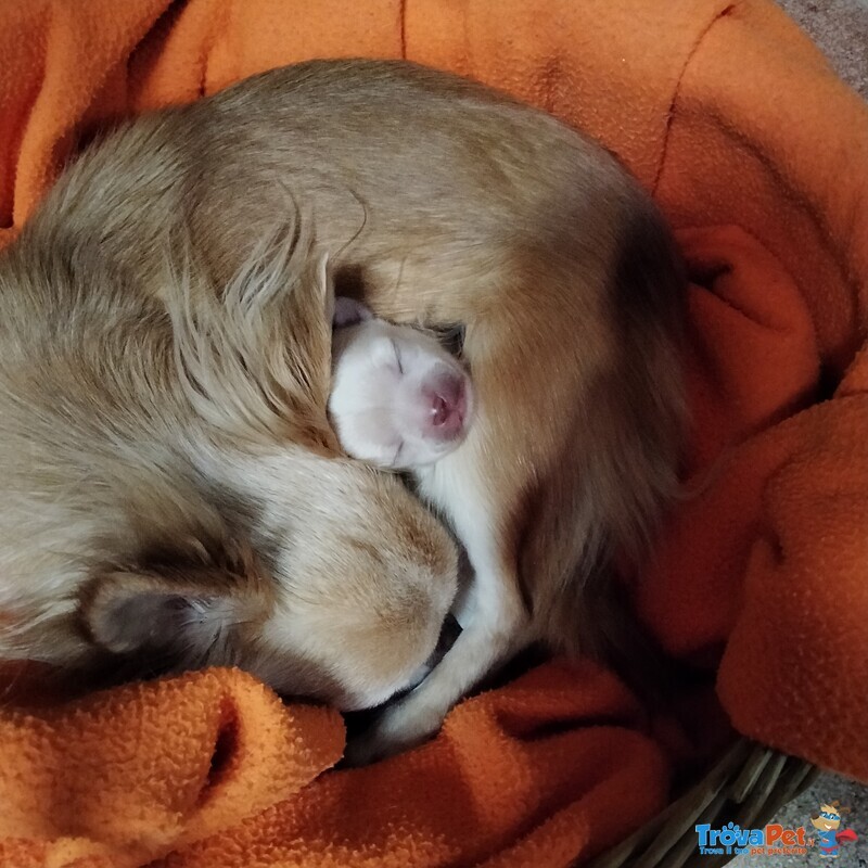 Chihuahua Color Miele - Foto n. 1
