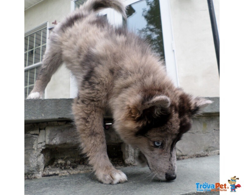 Cuccioli Pomsky Maschio e Femmina - Foto n. 1