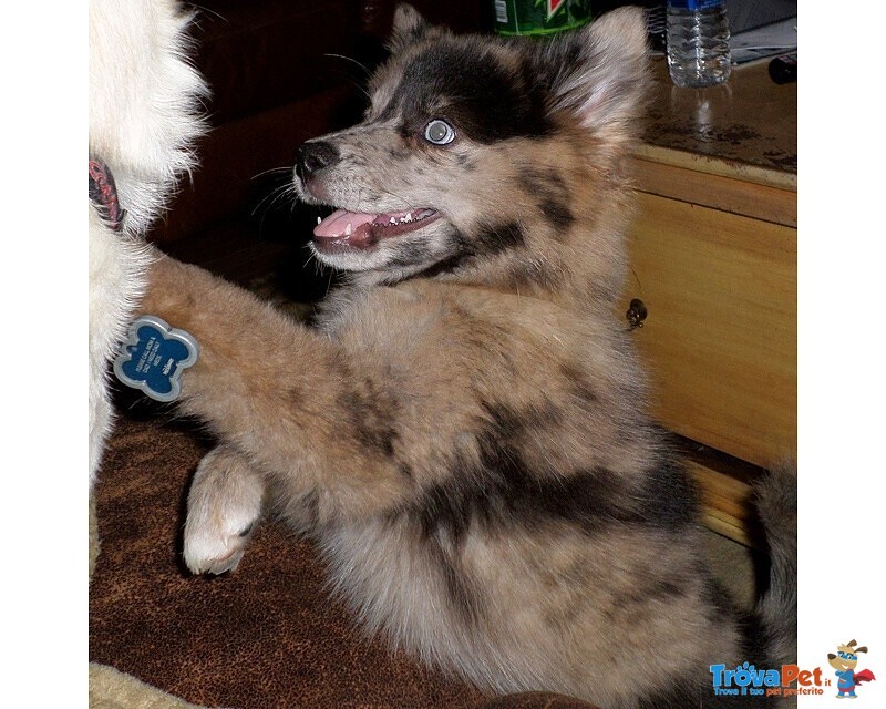 Cuccioli Pomsky Maschio e Femmina - Foto n. 3