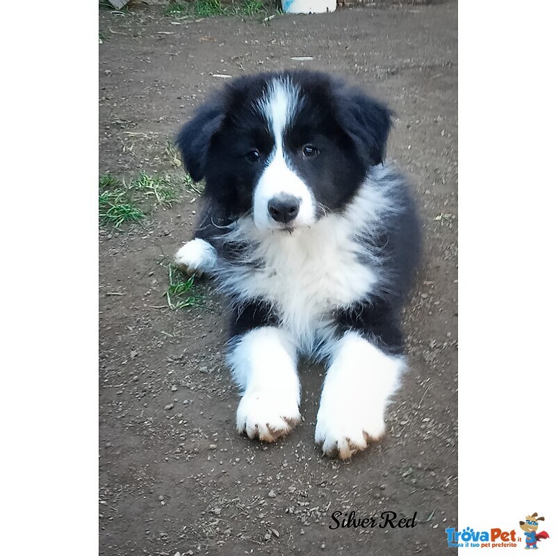 Silver red Cuccioli Border Collie - Foto n. 1