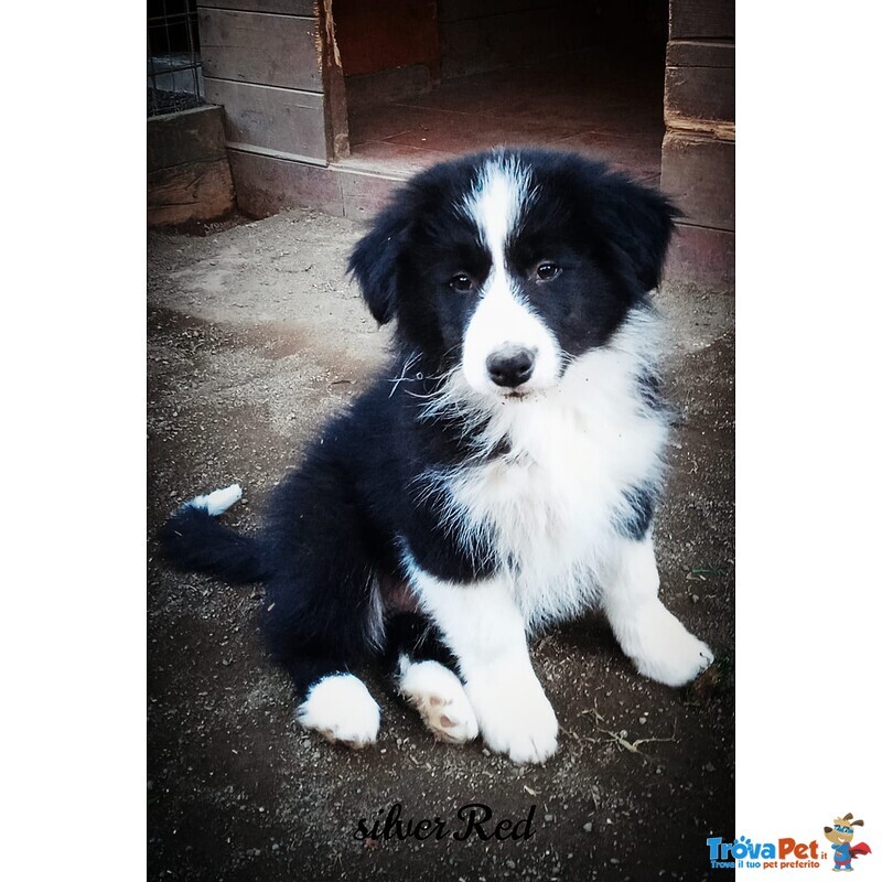 Silver red Cuccioli Border Collie - Foto n. 2