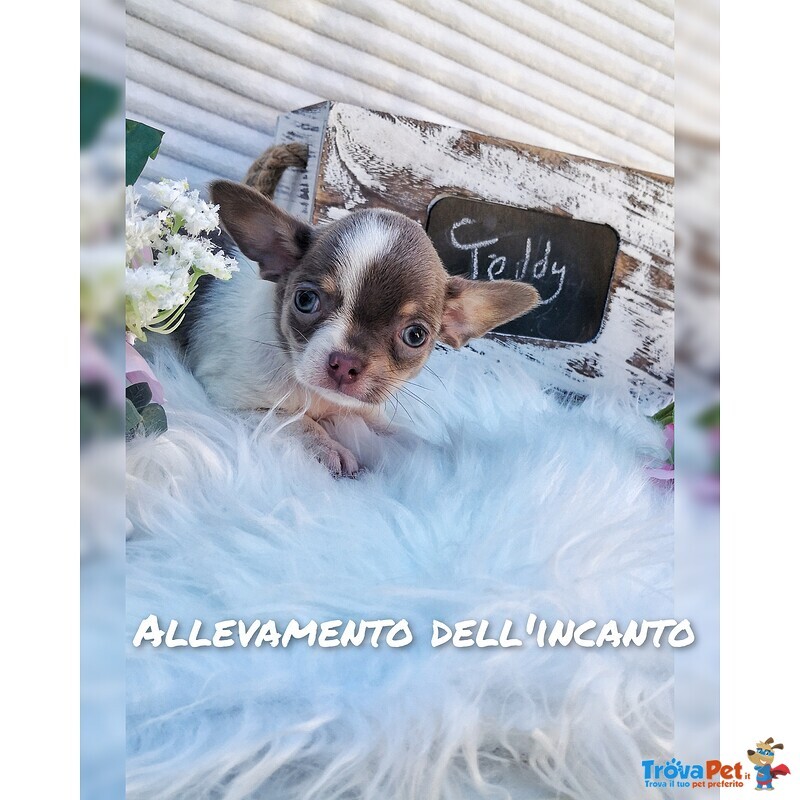 Chihuahua Maschio Bianco e Lilac con Pedigree - Foto n. 1