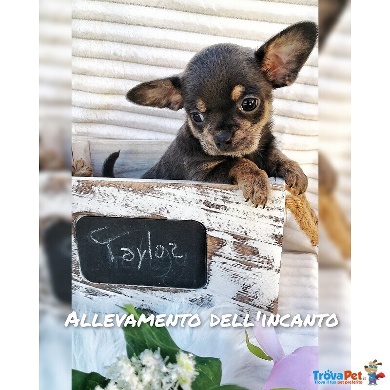 Piccoli Chihuahua Prenotabili con Pedigree - Foto n. 3