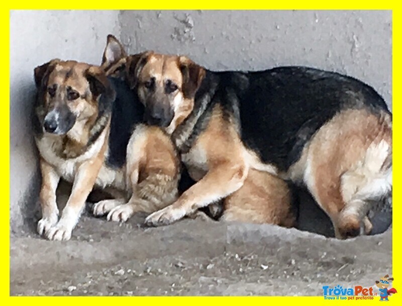 Tretre Adozione D'amore Sempre Insieme Chiusi in Gabbia Senza Speranze - Foto n. 2