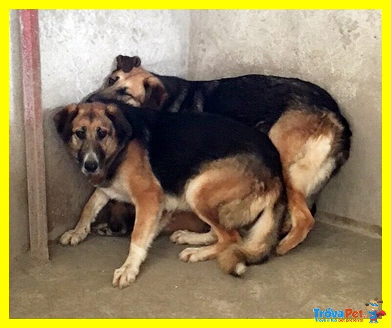 Tretre Adozione D'amore Sempre Insieme Chiusi in Gabbia Senza Speranze - Foto n. 3