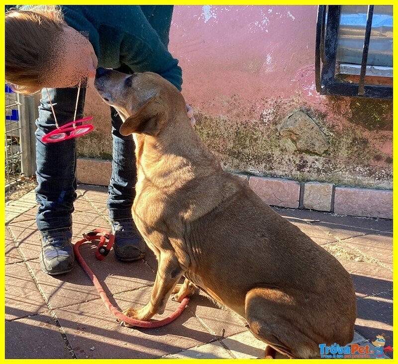 Velevet Adozione D'amore 10 anni Passati in Gabbia - Foto n. 2