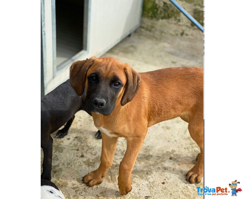 Muffin, Incr. Boxer 5 Mesi; Rimasto solo in Canile Piange e si Dispera. Cerca Casa! - Foto n. 1