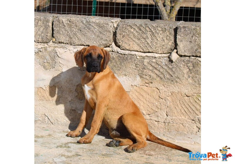 Muffin, Incr. Boxer 5 Mesi; Rimasto solo in Canile Piange e si Dispera. Cerca Casa! - Foto n. 3