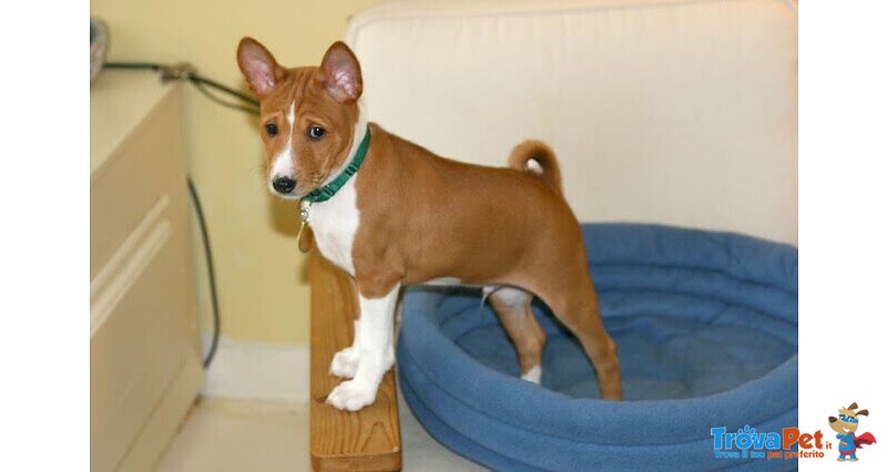 Cuccioli Basenji Maschio e Femmina - Foto n. 1