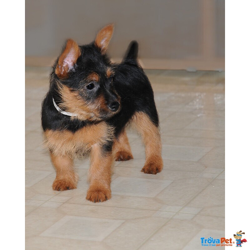 Cuccioli Australian Terrier Maschio e Femmina - Foto n. 1