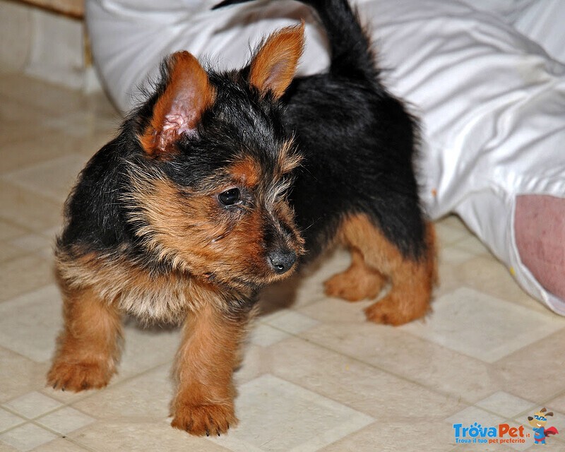 Cuccioli Australian Terrier Maschio e Femmina - Foto n. 3