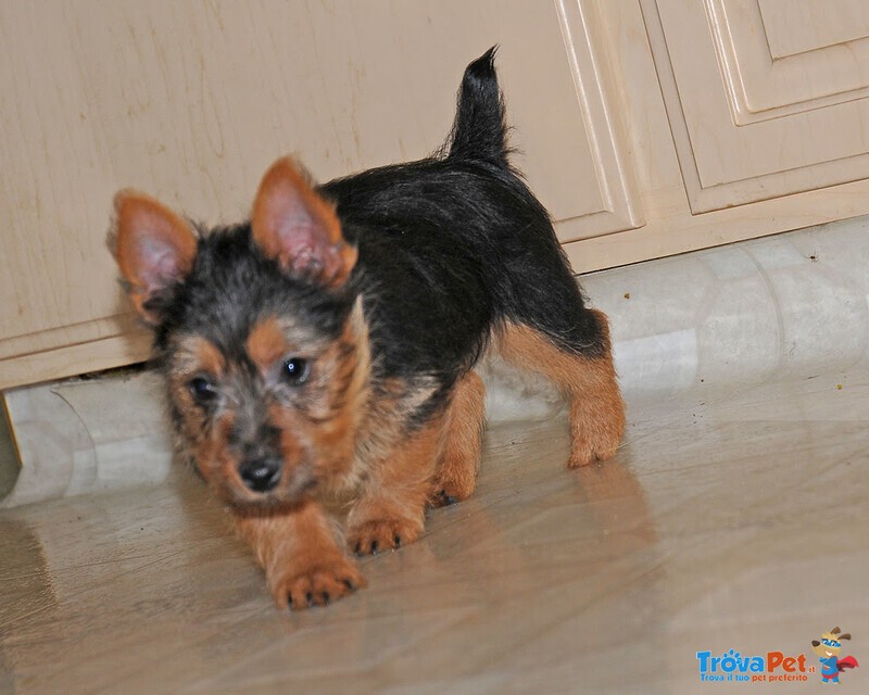 Cuccioli Australian Terrier Maschio e Femmina - Foto n. 4