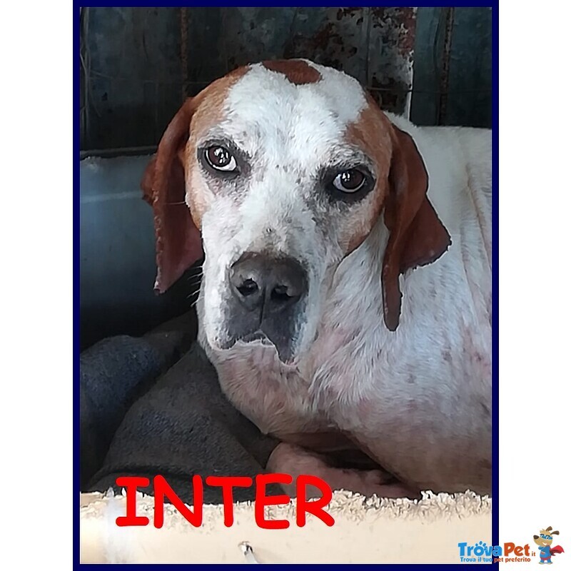 Inter Simil Pointer 2 anni Recuperato in Brutte Condizioni ma ora è Pronto per una Famiglia - Foto n. 1