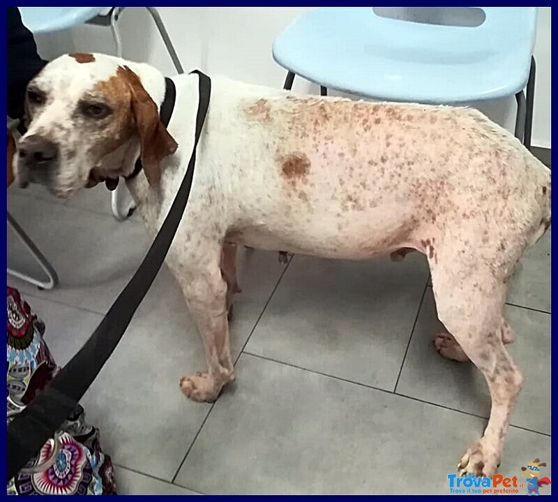 Inter Simil Pointer 2 anni Recuperato in Brutte Condizioni ma ora è Pronto per una Famiglia - Foto n. 2