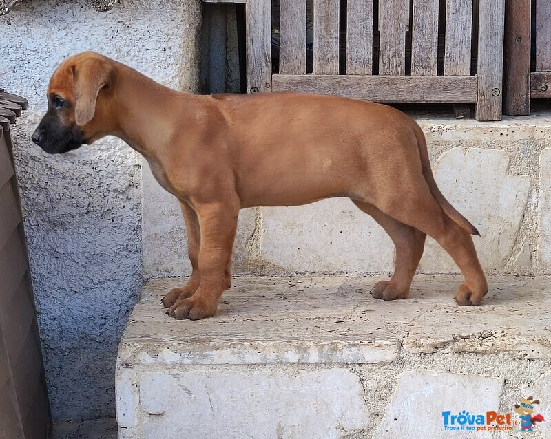 Vendesi Cuccioli di Rhodesian Ridgeback - Foto n. 1