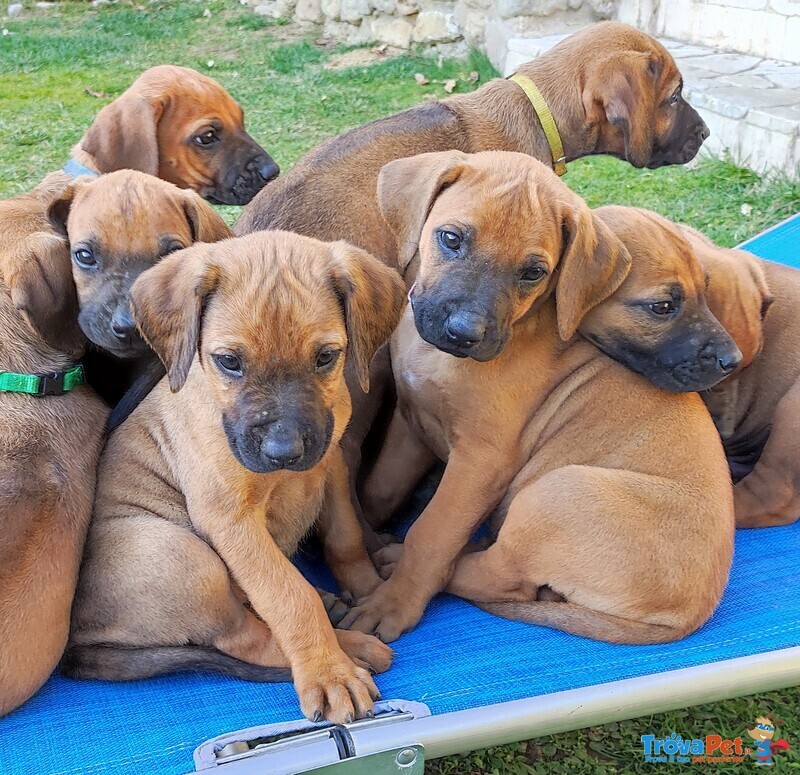 Vendesi Cuccioli di Rhodesian Ridgeback - Foto n. 2