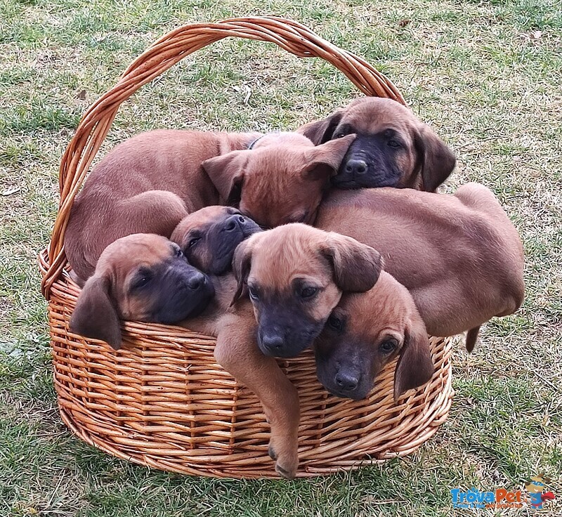 Vendesi Cuccioli di Rhodesian Ridgeback - Foto n. 3