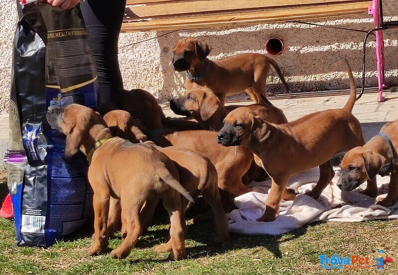 Vendesi Cuccioli di Rhodesian Ridgeback - Foto n. 4