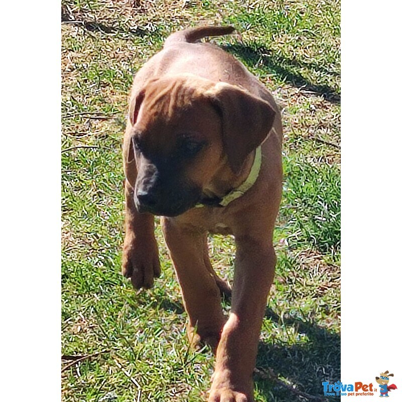 Vendesi Cuccioli di Rhodesian Ridgeback - Foto n. 5