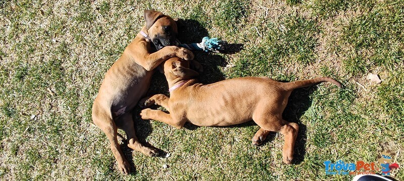 Vendesi Cuccioli di Rhodesian Ridgeback - Foto n. 8