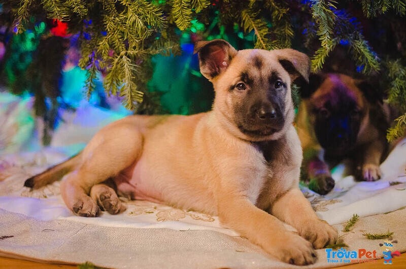 Cuccioli Pastore Belgaa Malinois Maschio e Femmina - Foto n. 3