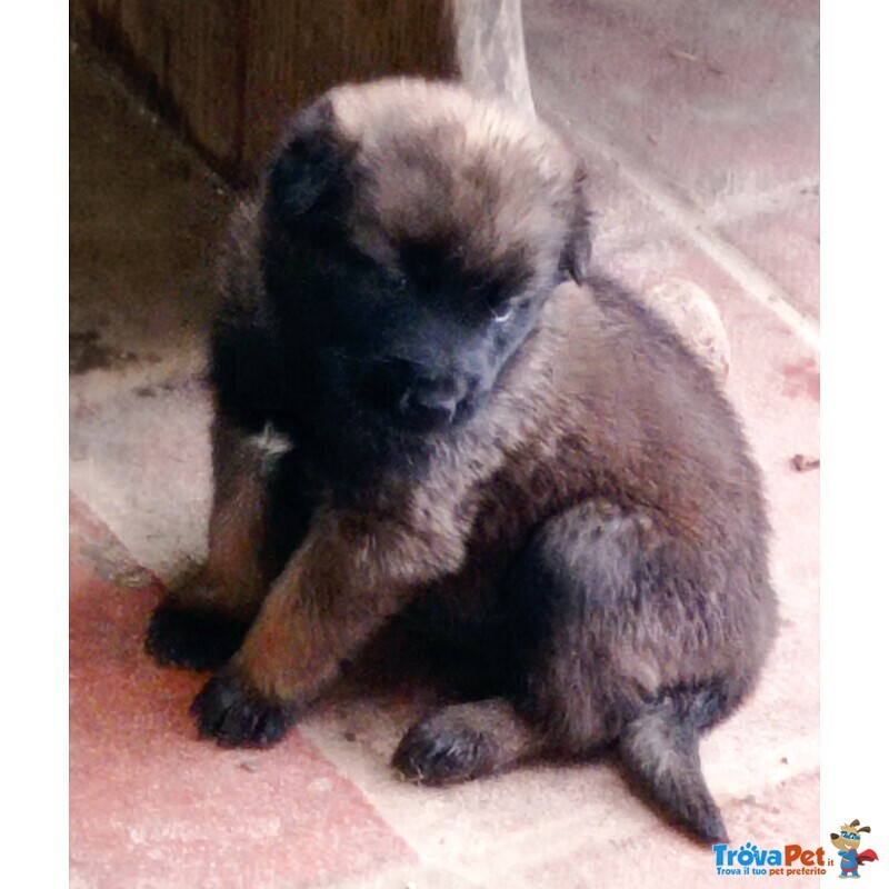 Cuccioli di Pastore Belga Malinois - Foto n. 3