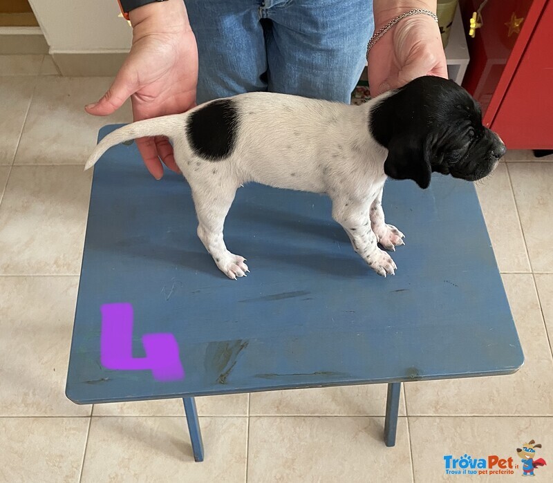 Setter Femmina, 2 Mesi, Vivace e Dolcissima Cerca Famiglia - Foto n. 3