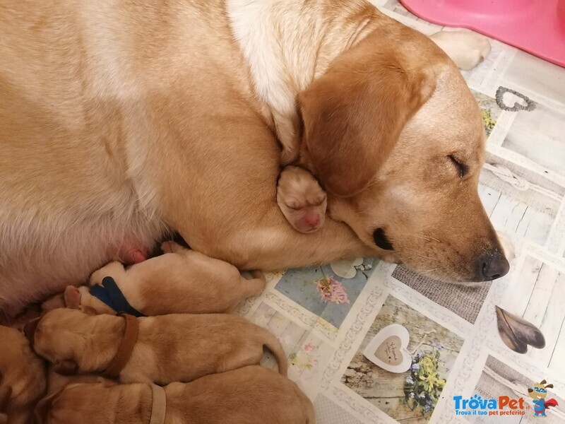 Cucciolata in Arrivo Labrador - Foto n. 3