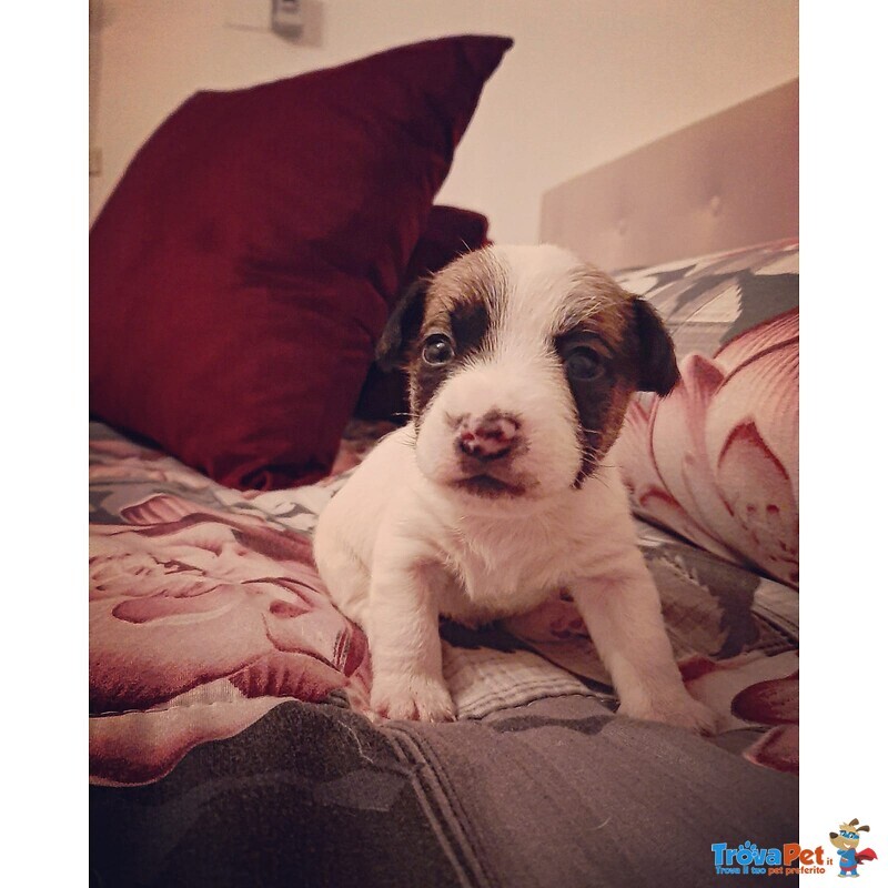 Cuccioli jack Russel - Foto n. 1