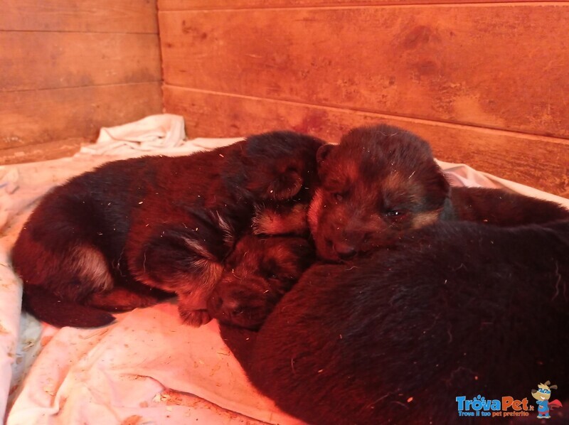 Cuccioli di Pastore Tedesco - Foto n. 1