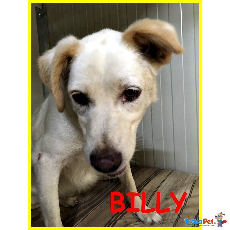 Billy 8 anni Adozione D'amore Spaventato Cerchiamo un Miracolo - Foto n. 1