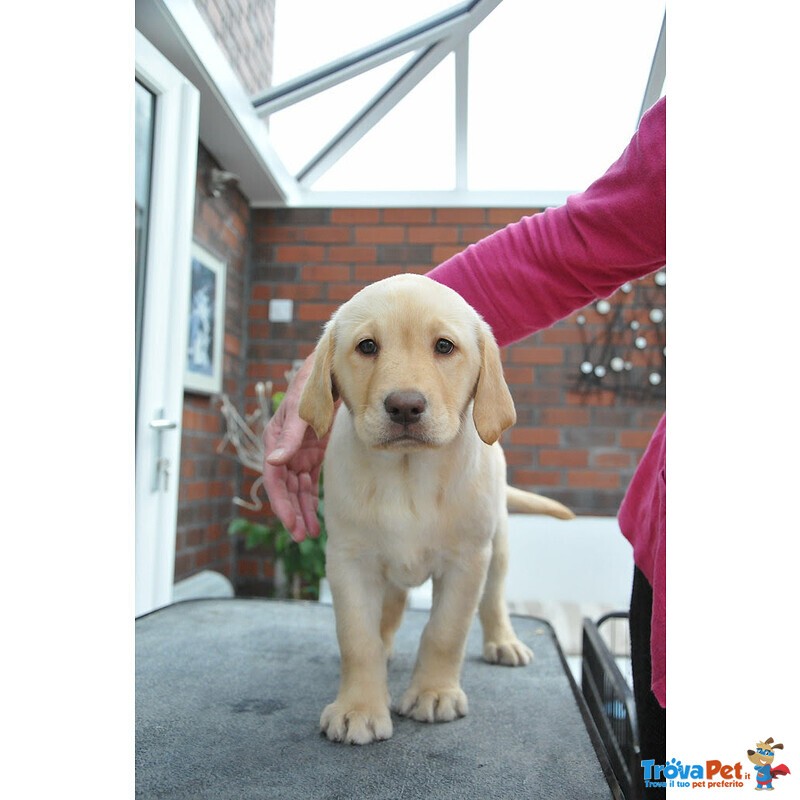 Cuccioli Labrador Retriever Maschio e Femmina - Foto n. 1