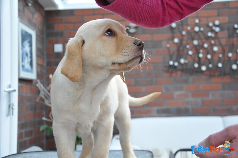 Cuccioli Labrador Retriever Maschio e Femmina - Foto n. 4