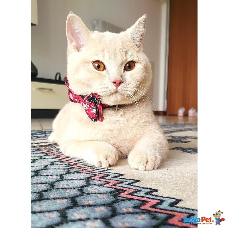 British Shorthair per Accoppiamento - Foto n. 2