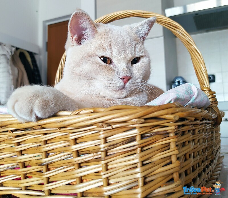 British Shorthair per Accoppiamento - Foto n. 5