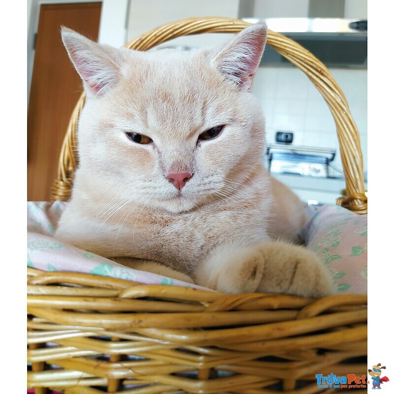 British Shorthair per Accoppiamento - Foto n. 7