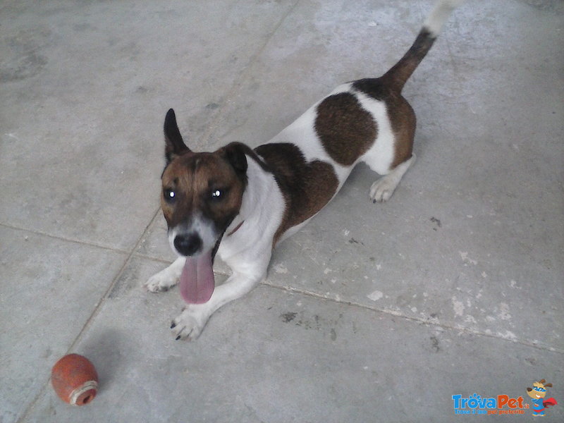 Jack Russel Disponibile per Accoppiamenti - Foto n. 3