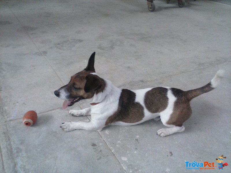 Jack Russel Disponibile per Accoppiamenti - Foto n. 4