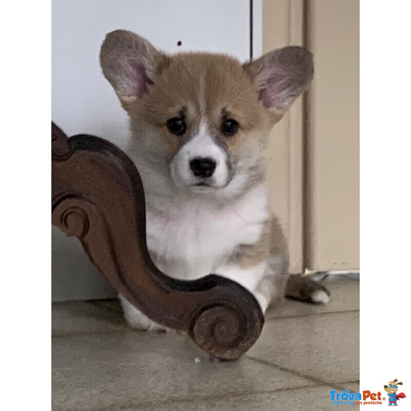 Welsh Corgi Pembroke Cuccioli - Foto n. 1