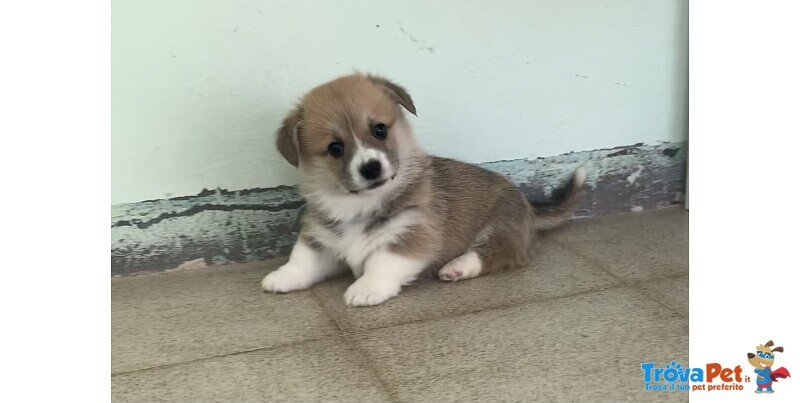 Welsh Corgi Pembroke Cuccioli - Foto n. 2