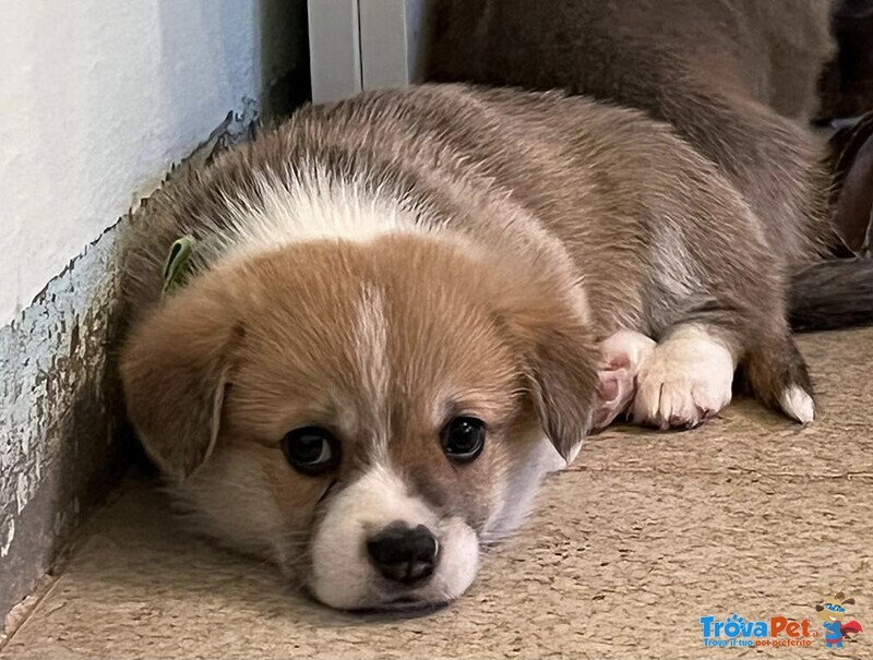 Welsh Corgi Pembroke Cuccioli - Foto n. 3