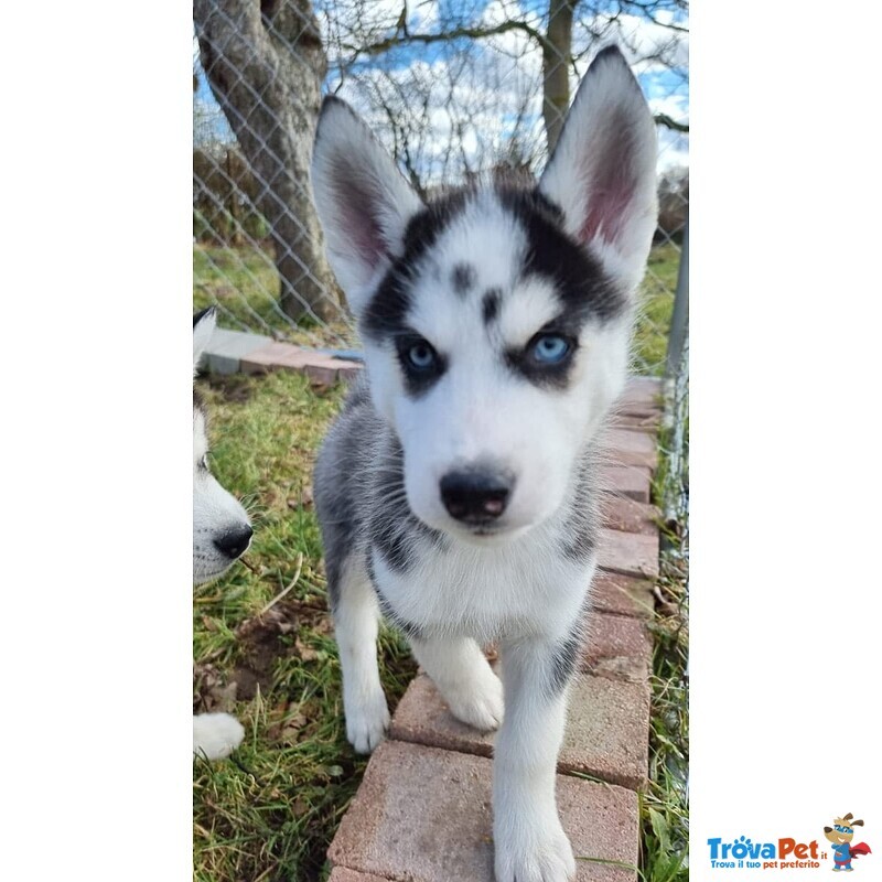 Siberian Husky (maschietto con Pedigree Enci) - Foto n. 3