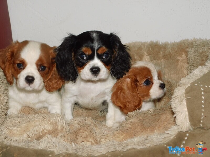 Cuccioli di Cavalier king Disponibili - Foto n. 1