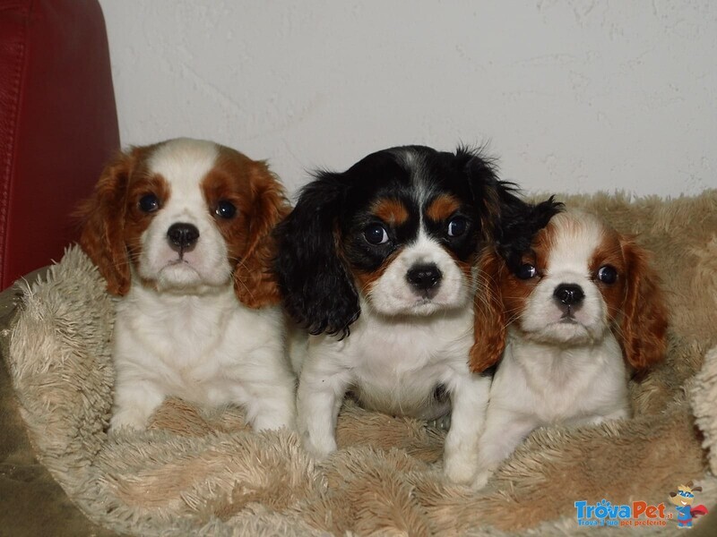 Cuccioli di Cavalier king Disponibili - Foto n. 2