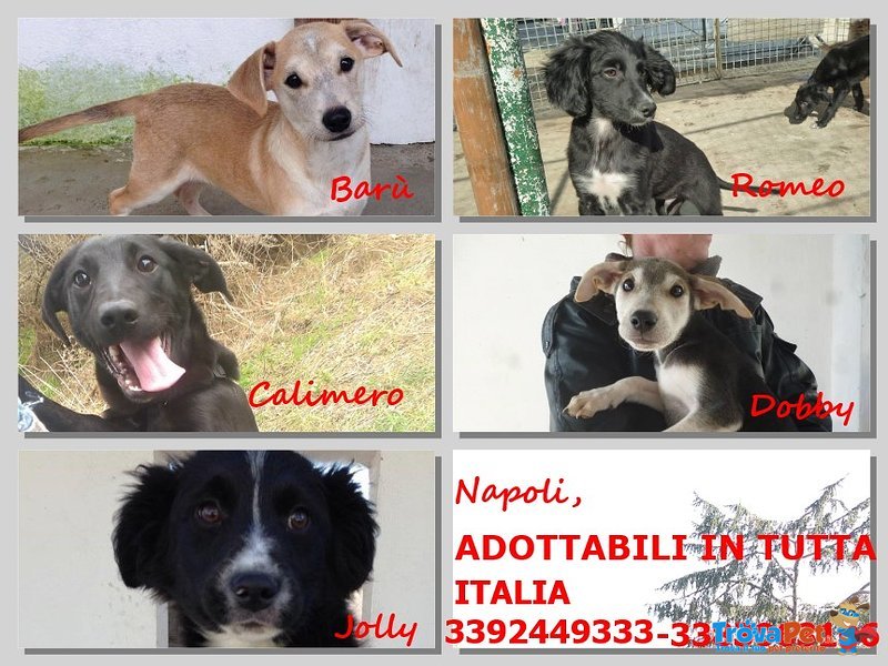 5 Stupendi Cuccioli Cercano Casa - Foto n. 1