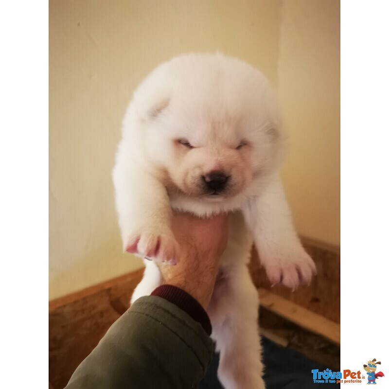 Disponibili Ultimi Cuccioli Akita inu Giapponese - Foto n. 3