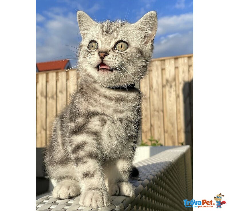 Cuccioli British Shorthair - Foto n. 1